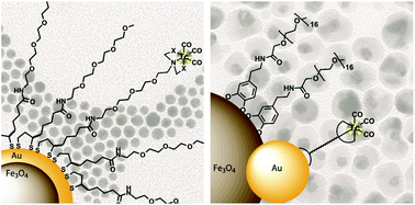Graphical abstract: 99mTc radiolabelling of Fe3O4–Au core–shell and Au–Fe3O4 dumbbell-like nanoparticles