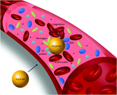 Graphical abstract: Interactions of PLGA nanoparticles with blood components: protein adsorption, coagulation, activation of the complement system and hemolysis studies