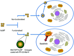 Graphical abstract: Induction of apoptosis in human cancer cells by targeting mitochondria with gold nanoparticles
