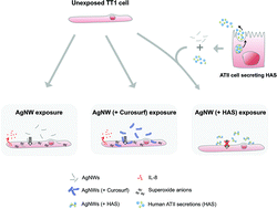 Graphical abstract: Silver nanowire interactions with primary human alveolar type-II epithelial cell secretions: contrasting bioreactivity with human alveolar type-I and type-II epithelial cells