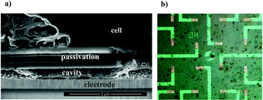 Graphical abstract: Nanostructured cavity devices for extracellular stimulation of HL-1 cells