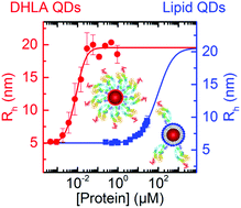Graphical abstract: Low affinity binding of plasma proteins to lipid-coated quantum dots as observed by in situ fluorescence correlation spectroscopy