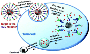 Graphical abstract: A redox-responsive mesoporous silica nanoparticle capped with amphiphilic peptides by self-assembly for cancer targeting drug delivery