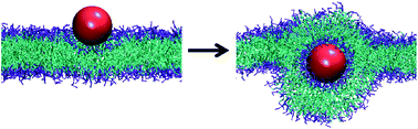 Graphical abstract: Modeling nanoparticle wrapping or translocation in bilayer membranes