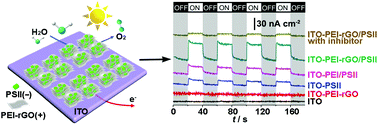 Graphical abstract: Co-assembly of photosystem II/reduced graphene oxide multilayered biohybrid films for enhanced photocurrent