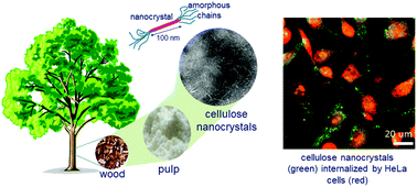 Graphical abstract: Cellulose nanocrystals with tunable surface charge for nanomedicine