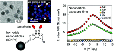 Graphical abstract: Lactoferrin conjugated iron oxide nanoparticles for targeting brain glioma cells in magnetic particle imaging