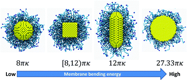Graphical abstract: Shape effect in cellular uptake of PEGylated nanoparticles: comparison between sphere, rod, cube and disk