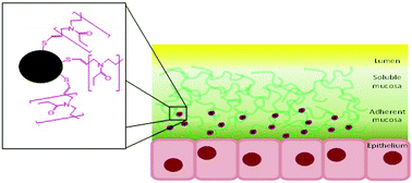 Graphical abstract: POZylation: a new approach to enhance nanoparticle diffusion through mucosal barriers