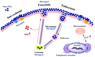 Graphical abstract: Excess titanium dioxide nanoparticles on the cell surface induce cytotoxicity by hindering ion exchange and disrupting exocytosis processes