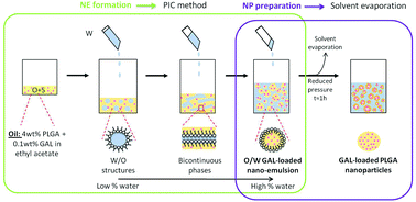Graphical abstract: Galantamine-loaded PLGA nanoparticles, from nano-emulsion templating, as novel advanced drug delivery systems to treat neurodegenerative diseases