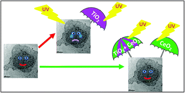 Graphical abstract: Cerium oxide nanoparticles, combining antioxidant and UV shielding properties, prevent UV-induced cell damage and mutagenesis