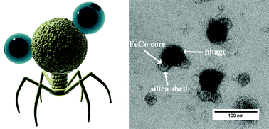 Graphical abstract: Bacteriophage-based nanoprobes for rapid bacteria separation