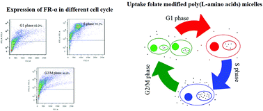Graphical abstract: The role of the cell cycle in the cellular uptake of folate-modified poly(l-amino acid) micelles in a cell population