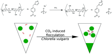 Graphical abstract: CO2 controlled flocculation of microalgae using pH responsive cellulose nanocrystals