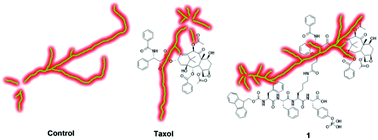 Graphical abstract: Enzyme-instructed self-assembly of taxol promotes axonal branching