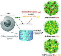 Graphical abstract: Utilizing the protein corona around silica nanoparticles for dual drug loading and release