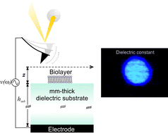 Graphical abstract: Nanoscale electric polarizability of ultrathin biolayers on insulating substrates by electrostatic force microscopy