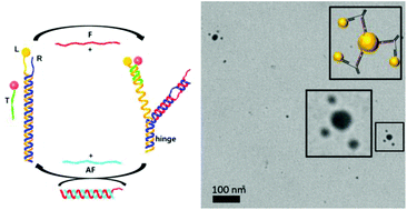 Graphical abstract: DNA nano-carrier for repeatable capture and release of biomolecules