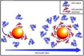 Graphical abstract: Determination of the structure and morphology of gold nanoparticle–HSA protein complexes