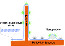Graphical abstract: Surface nanostructures for fluorescence probing of supported lipid bilayers on reflective substrates