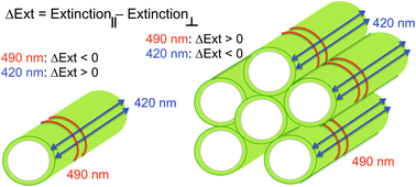 Graphical abstract: Structure vs. excitonic transitions in self-assembled porphyrin nanotubes and their effect on light absorption and scattering