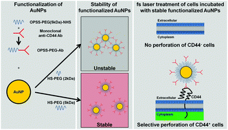 Graphical abstract: Cell-specific optoporation with near-infrared ultrafast laser and functionalized gold nanoparticles