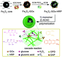Graphical abstract: Microgel coating of magnetic nanoparticles via bienzyme-mediated free-radical polymerization for colorimetric detection of glucose