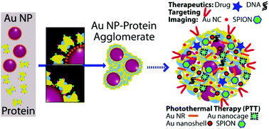 Graphical abstract: Theranostic potential of gold nanoparticle-protein agglomerates