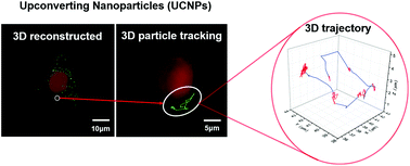 Graphical abstract: Fast and background-free three-dimensional (3D) live-cell imaging with lanthanide-doped upconverting nanoparticles