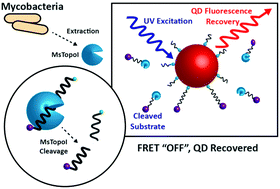 Graphical abstract: Specific detection of the cleavage activity of mycobacterial enzymes using a quantum dot based DNA nanosensor