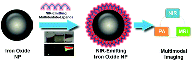 Graphical abstract: Iron oxide nanoparticles protected by NIR-active multidentate-polymers as multifunctional nanoprobes for NIRF/PA/MR trimodal imaging