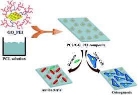 Graphical abstract: Engineering a multi-biofunctional composite using poly(ethylenimine) decorated graphene oxide for bone tissue regeneration