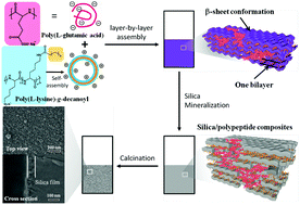 Graphical abstract: Synthesis of antireflective silica coatings through the synergy of polypeptide layer-by-layer assemblies and biomineralization