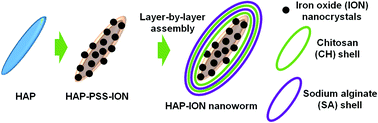 Graphical abstract: Magnetic hydroxyapatite nanoworms for magnetic resonance diagnosis of acute hepatic injury