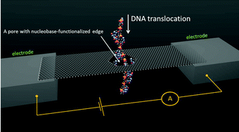 Graphical abstract: Nucleobase-functionalized graphene nanoribbons for accurate high-speed DNA sequencing