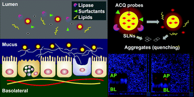 Graphical abstract: Evidence does not support absorption of intact solid lipid nanoparticles via oral delivery