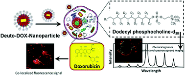 Graphical abstract: Vibrational spectroscopy and imaging for concurrent cellular trafficking of co-localized doxorubicin and deuterated phospholipid vesicles