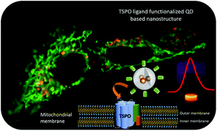 Graphical abstract: Highly selective luminescent nanostructures for mitochondrial imaging and targeting