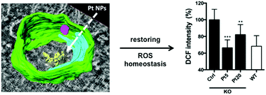 Graphical abstract: Platinum nanozymes recover cellular ROS homeostasis in an oxidative stress-mediated disease model