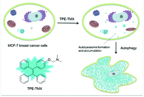 Graphical abstract: A highly fluorescent AIE-active theranostic agent with anti-tumor activity to specific cancer cells
