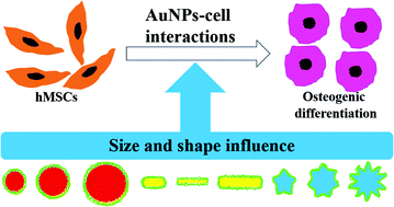 Graphical abstract: Gold nanoparticle size and shape influence on osteogenesis of mesenchymal stem cells