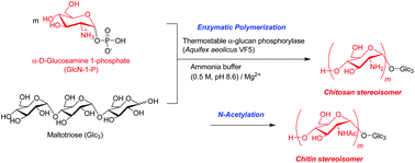 Graphical abstract: Synthesis of chitin and chitosan stereoisomers by thermostable α-glucan phosphorylase-catalyzed enzymatic polymerization of α-d-glucosamine 1-phosphate