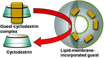 Graphical abstract: Lipid-membrane-incorporated hydrophobic photochromic molecules prepared by the exchange method using cyclodextrins