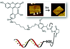 Graphical abstract: Photocleavable ligands for protein decoration of DNA nanostructures