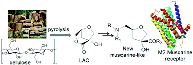 Graphical abstract: Muscarine-like compounds derived from a pyrolysis product of cellulose