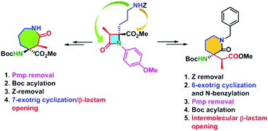 Graphical abstract: Divergent, stereoselective access to heterocyclic α,α-quaternary- and β2,3,3-amino acid derivatives from a N-Pmp-protected Orn-derived β-lactam