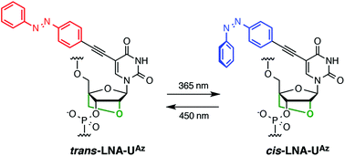 Graphical abstract: C5-azobenzene-functionalized locked nucleic acid uridine: isomerization properties, hybridization ability, and enzymatic stability