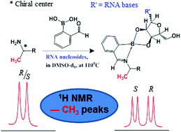 Graphical abstract: RNA nucleosides as chiral sensing agents in NMR spectroscopy