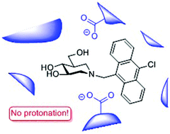 Graphical abstract: A fluorescence study of isofagomine protonation in β-glucosidase